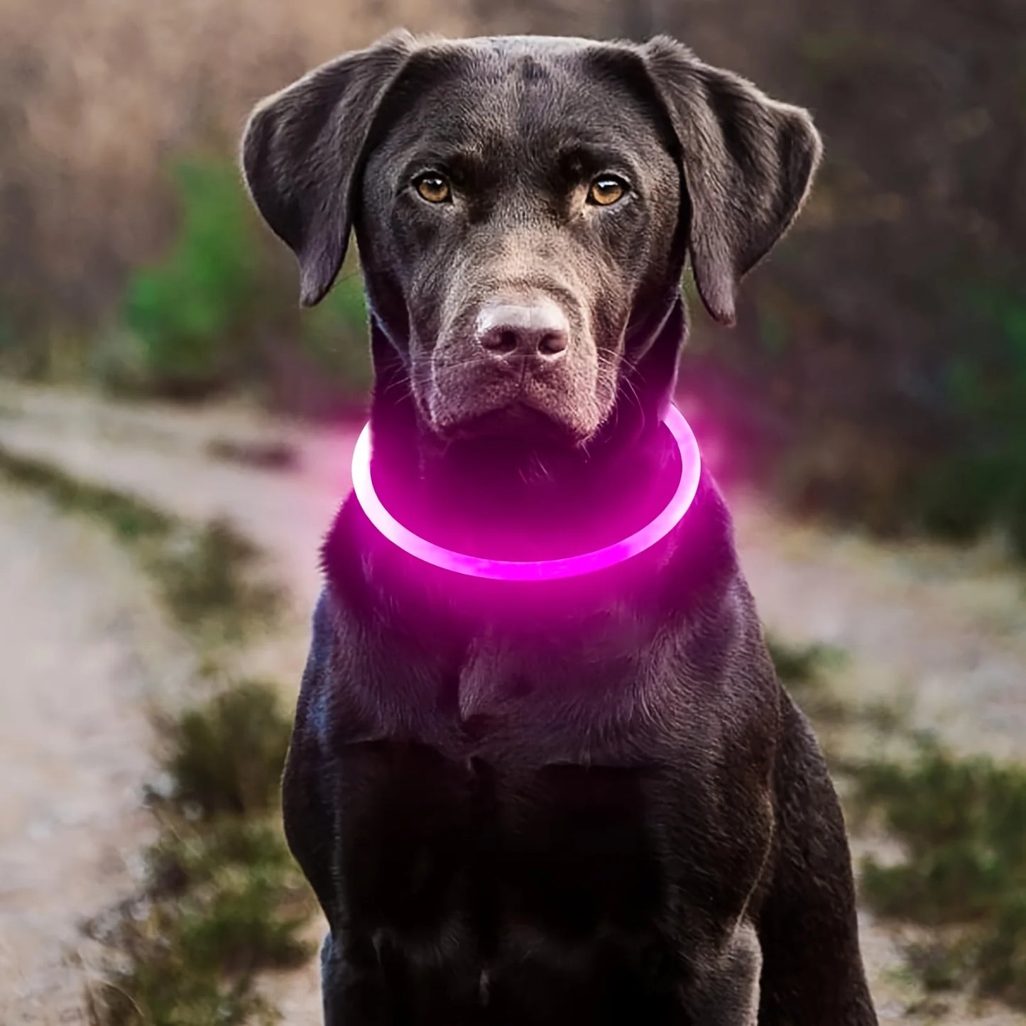 Collier LED rechargeable PawLux pour chien et chat