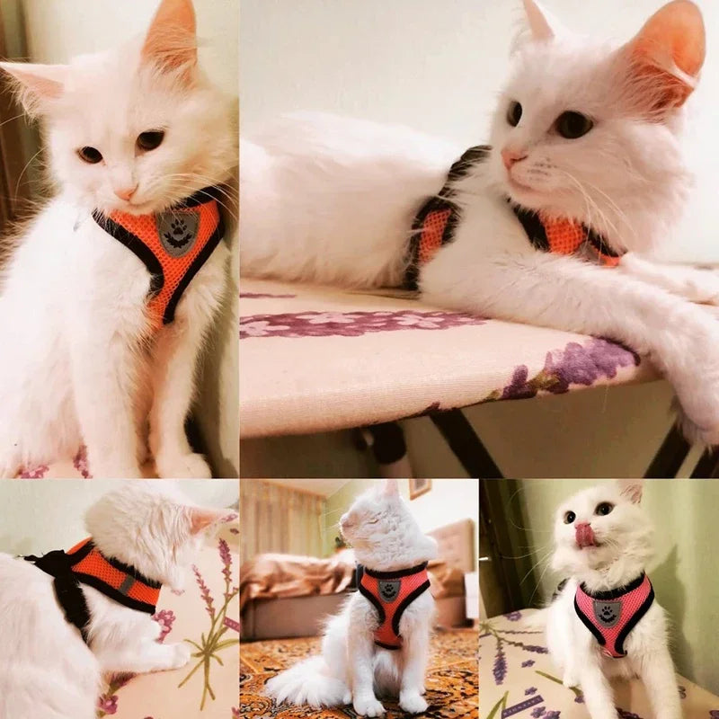 Harnais et laisse PawLux pour chat