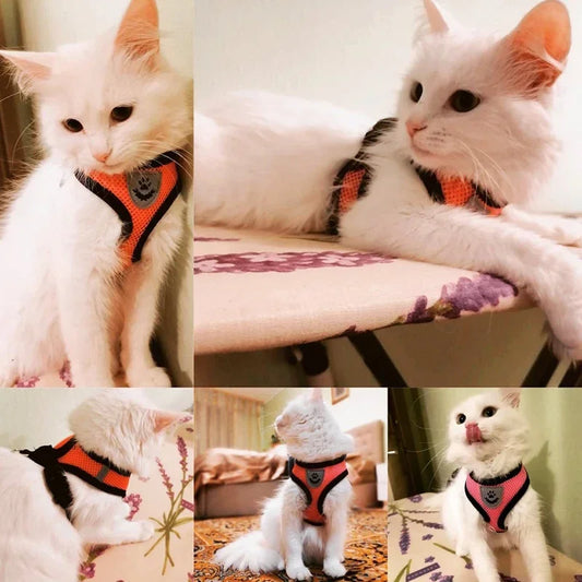Harnais et laisse PawLux pour chat