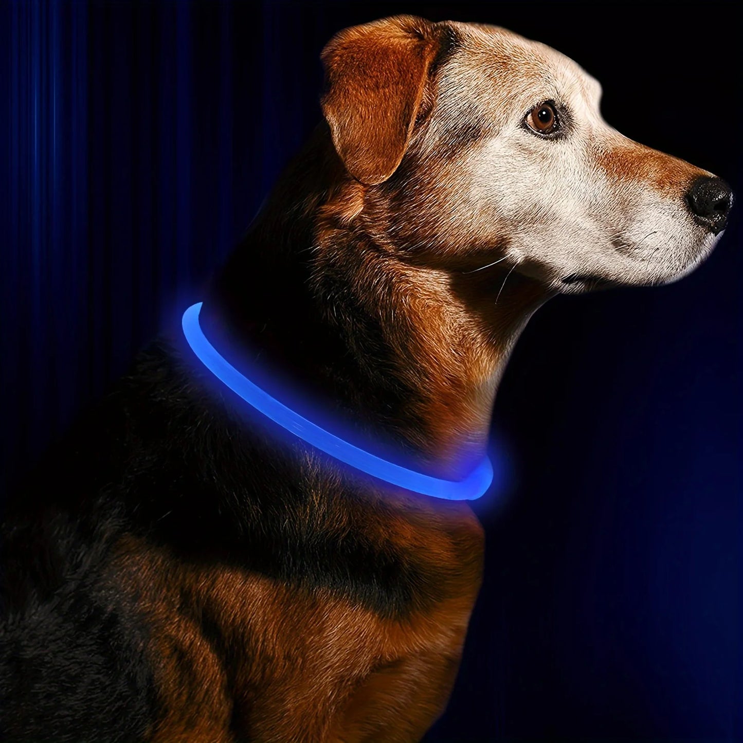 Collier LED rechargeable PawLux pour chien et chat
