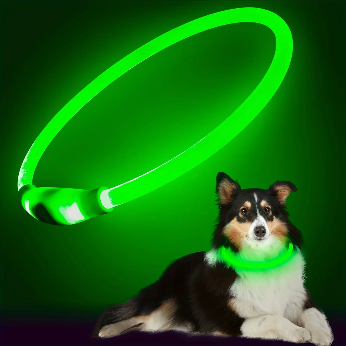 Collier LED rechargeable PawLux pour chien et chat