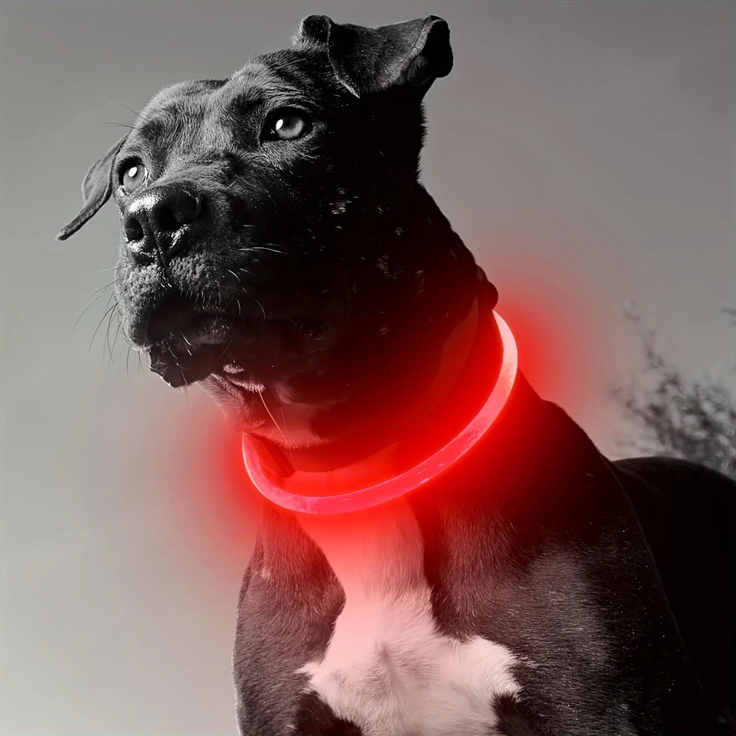 Collier LED rechargeable PawLux pour chien et chat